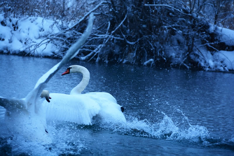 冬季摄影天鹅泉湿地公园