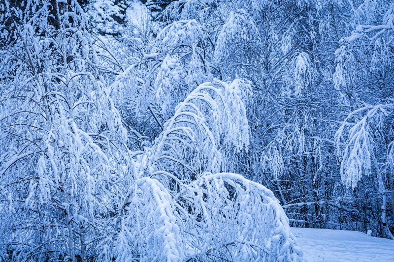 冬季白哈巴风光图片